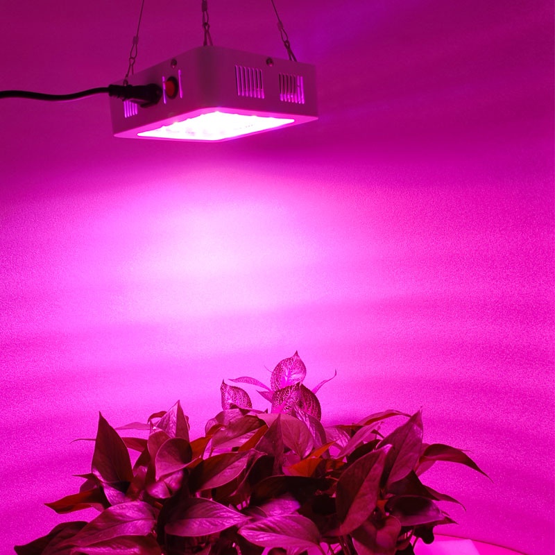 300W Double chips LED Beads Autoflower Growers Lighting Indoor Plant Growth Lamp Full Spectrum Led Grow Lights