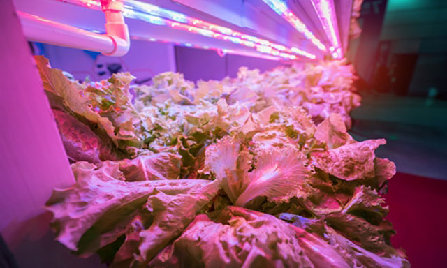 Jingdong LED Plant Factory Has An Annual Output Of 300 Tons Of Green Leafy Vegetables