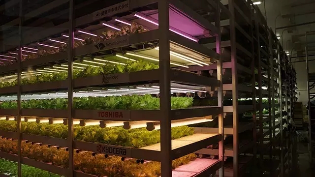 Nanjing Pukou Plant Factory Uses LED Lights to Grow Crops with High Efficiency