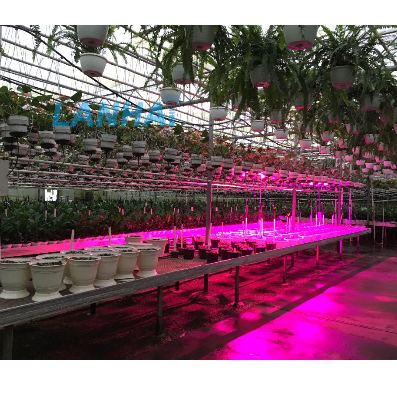 Water consumption reduced by 95% - LED vertical farm launched in India