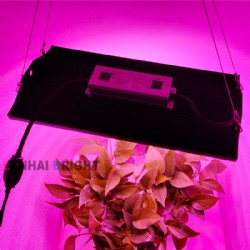 LED Grow light Double chip Red Blue Beads evo plant lights Vertical Greenhouse led grow Light 200W 240W Led Indoor Plants Lighting